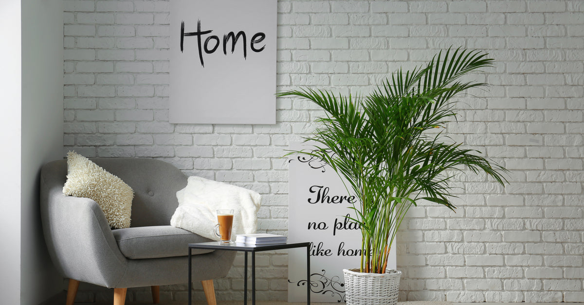 Perfect plants for your bedroom  SleepMaker